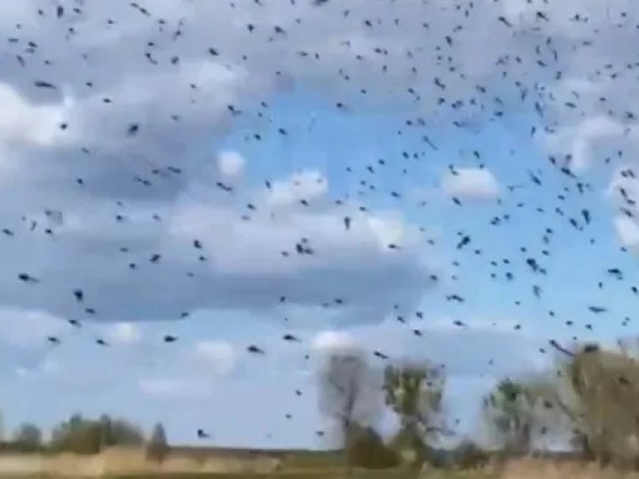 Світязь затягнуло хмарами мошки, яка прокинулася на два місяці раніше