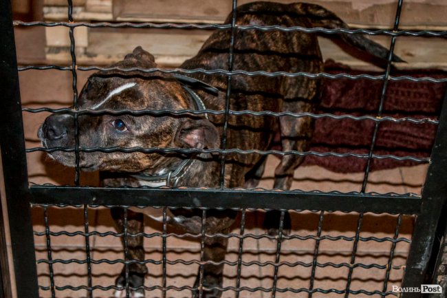 Тепло для чотирилапих: лісівники забезпечили дровами луцьку «Ласку». ФОТО