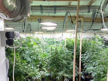 Нарколабораторія на Волині: правоохоронці вилучили канабісу на понад пів мільйона гривень. ФОТО