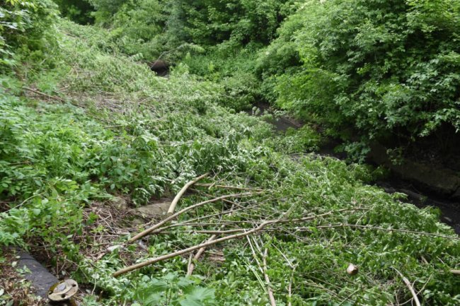 У Луцьку розчищають береги Сапалаївки: видалять більше 200 аварійних дерев 