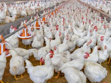 21 хворий, ще сотня працівників чекає результатів: розповіли про ситуацію з COVID-19 на волинській птахофабриці