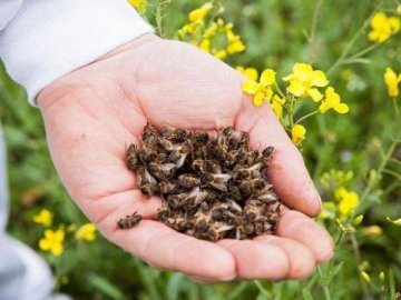 Волинський депутат хоче, щоб винні в отруєнні бджіл платили 2 мільйони штрафу