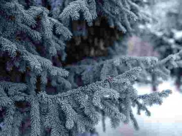 Погода в Луцьку та на Волині на понеділок, 27 грудня