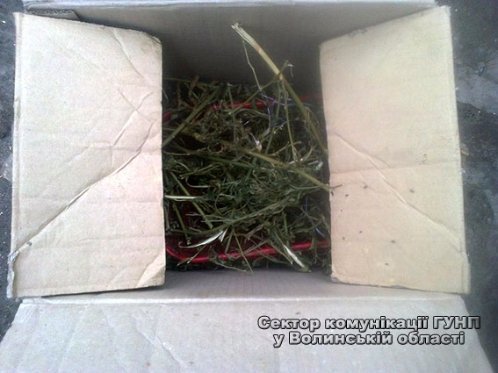 Волинянин зберігав на горищі півкілограма марихуани. ФОТО