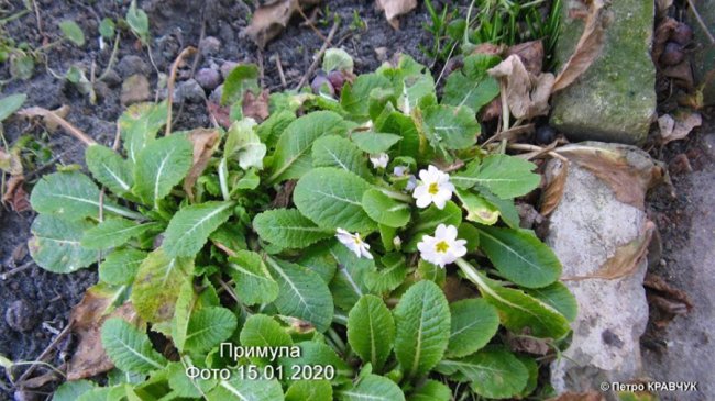 Аномальна зима: на Волині зацвіли підсніжники і айва 