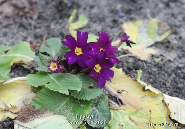 Аномальна зима: на Волині зацвіли підсніжники і айва 