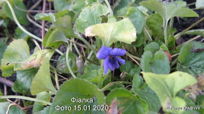Аномальна зима: на Волині зацвіли підсніжники і айва 