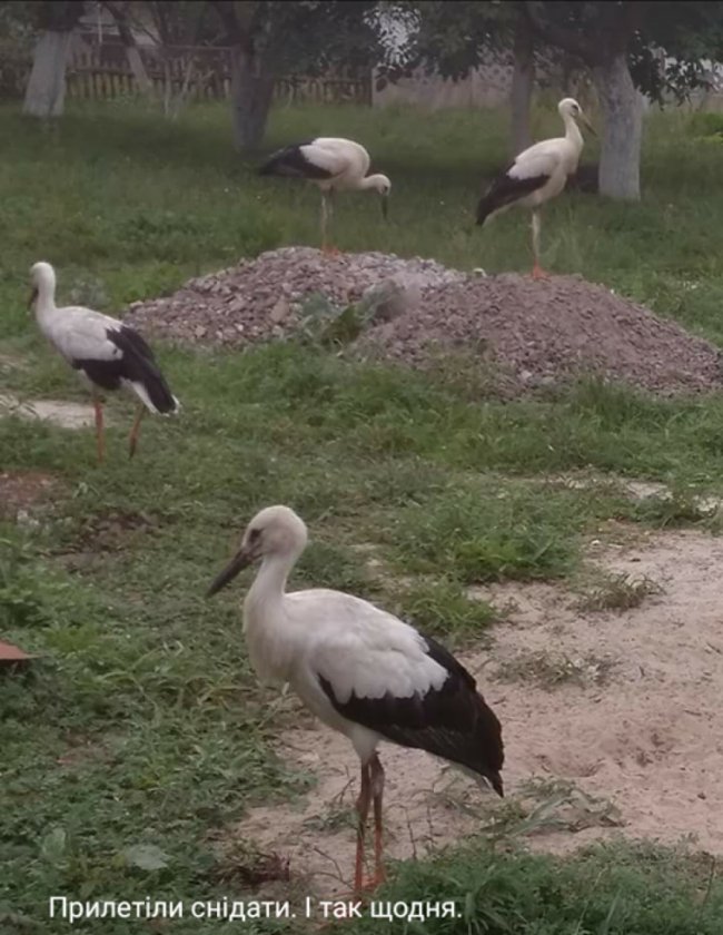 Чотирьох лелек щодня підкормлює сім'я у селі на Волині