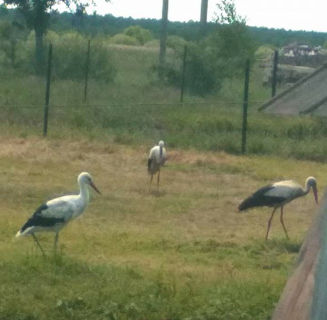 Чотирьох лелек щодня підкормлює сім'я у селі на Волині