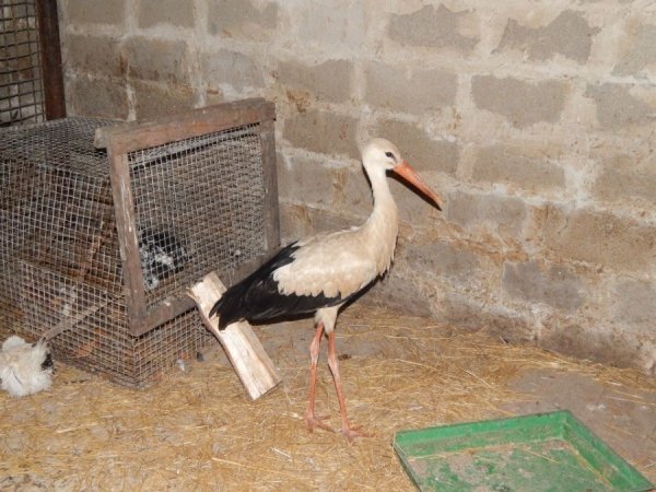 Лелека, який гуляв Луцьком, оселився у зоопарку