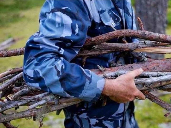 Правила збирання дров у лісах України: чи зміниться щось для громадян 2026 року