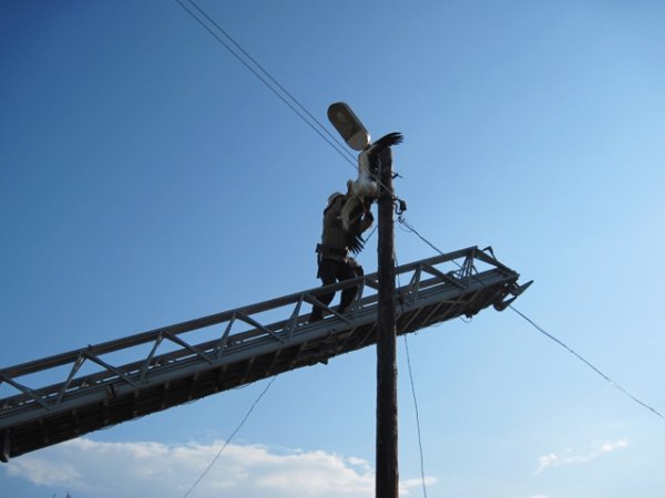 Рятувальники витягли з пастки лелеку. ФОТО