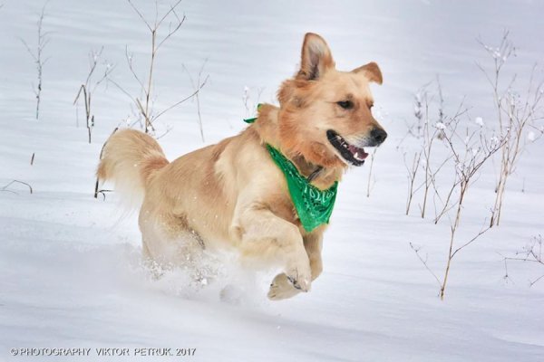У мережі показали казковий луцький парк під снігом