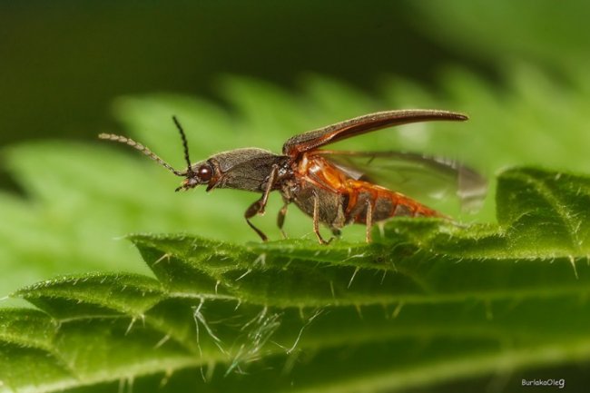 Загадковий комашиний світ в об'єктиві волинського фотографа