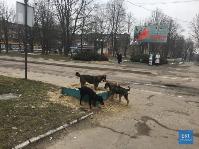 У Нововолинську пес покусав літню жінку. ФОТО