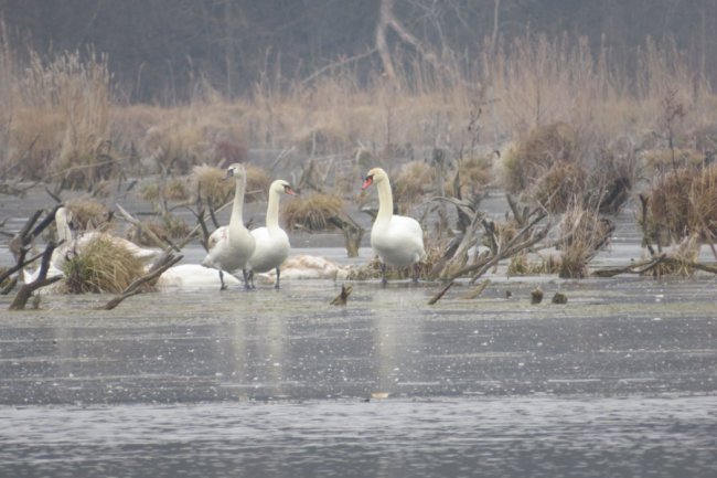 На волинському водосховищі зимують 40 лебедів. ФОТО