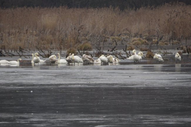 На волинському водосховищі зимують 40 лебедів. ФОТО