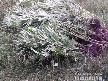 Поліцейські вилучили у волинян амфетамін, коноплю та снодійний мак