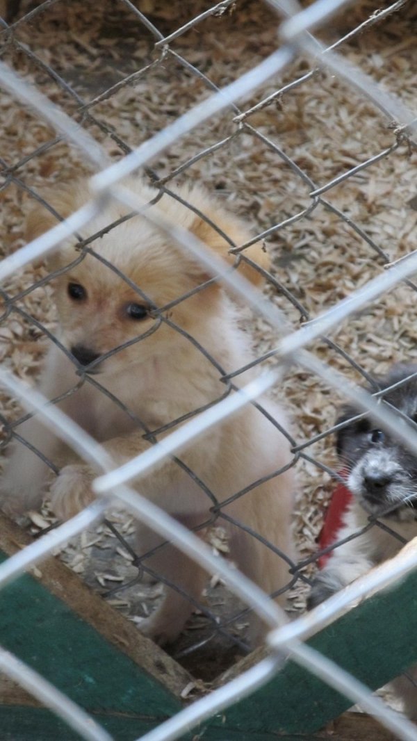 Будні собачого притулку в Луцьку. ФОТО