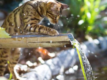 Погода у Луцьку на п'ятницю, 23 липня