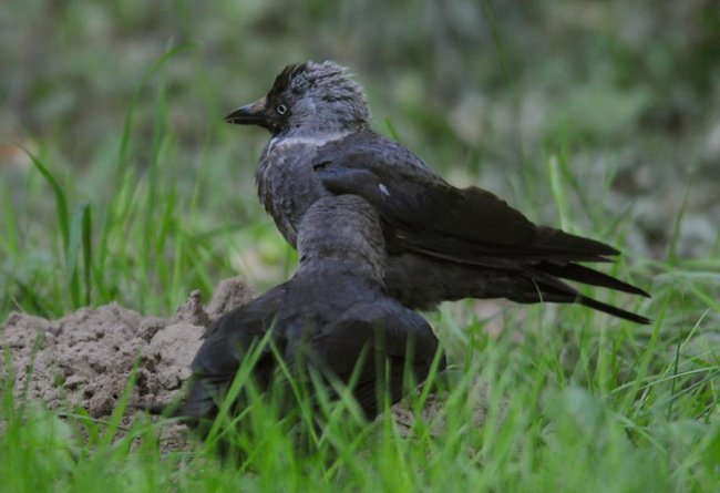 Пташине сімейство на знімках луцького фотографа