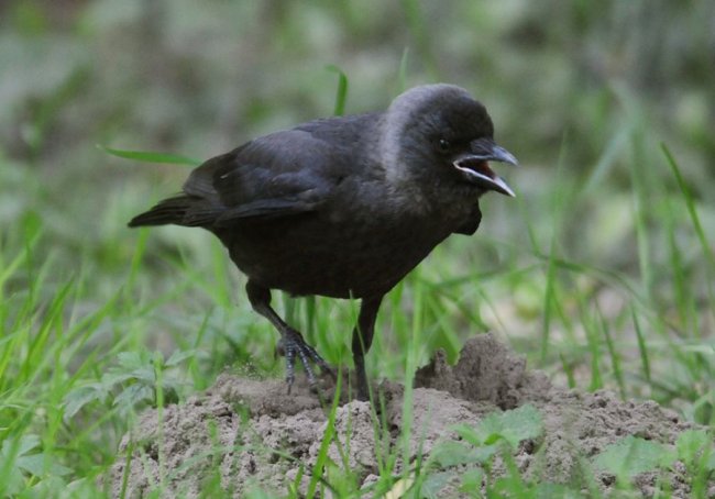Пташине сімейство на знімках луцького фотографа