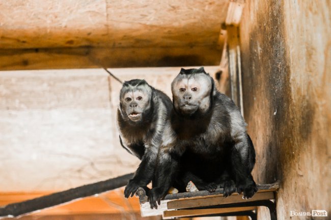 Пухнасті любощі, або Закохані парочки Луцького зоопарку. ФОТО
