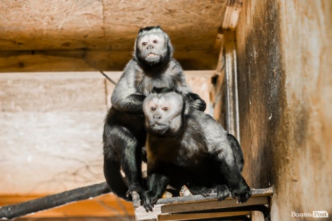 Пухнасті любощі, або Закохані парочки Луцького зоопарку. ФОТО
