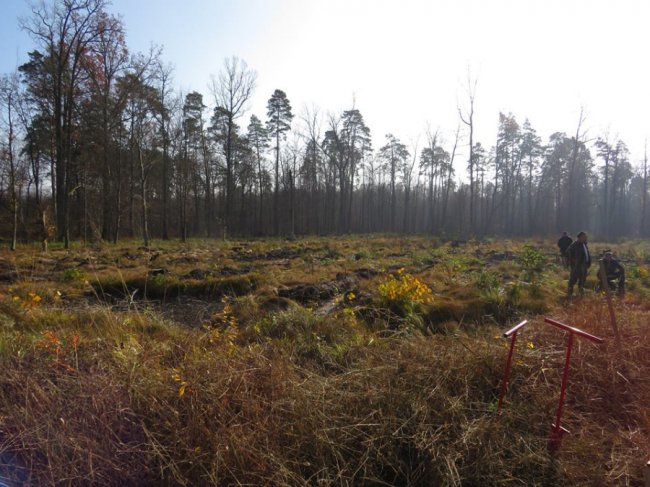 У Цуманській пущі висадили тисячі дубів. ФОТО