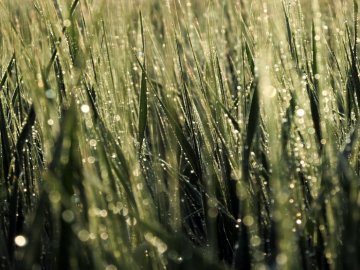 Погода в Луцьку та Волинській області на вівторок, 23 червня