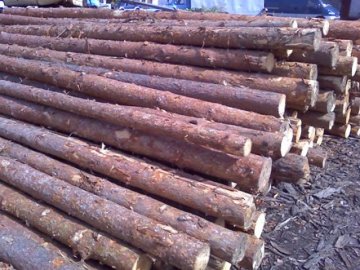 Крадену деревину знайшли на приватній пилорамі