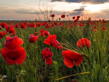 Дивовижні фото макового поля поблизу Луцька