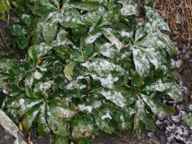 Мокрий і лапатий: на Волині - сніг. ФОТО