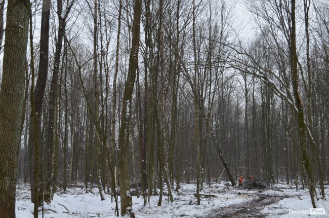Побачити валку лісу зблизька не можна - небезпечно