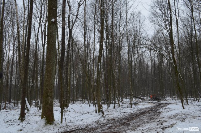 Жнива у зимовому лісі: як на Волині заготовляють деревину. ФОТО