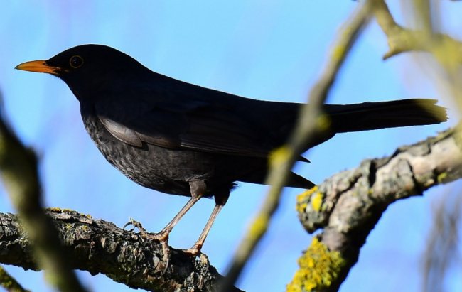 На Волині влаштували «пернате» фотополювання