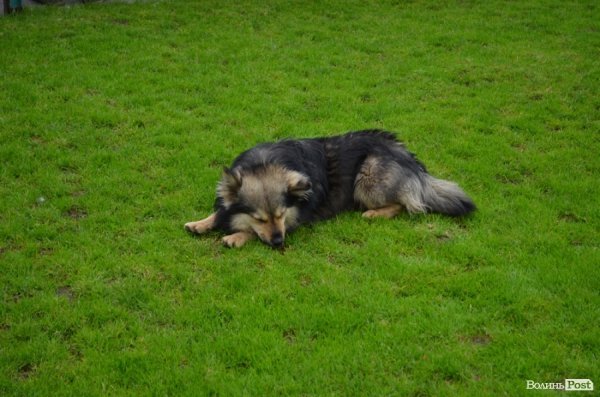 У Луцьку стартував «Волинський благовіст». ФОТО