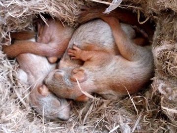 Луцький зоопарк опублікував зворушливі історії тварин, врятованих від смерті. ФОТО