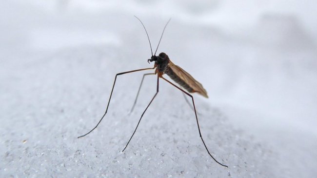 На Волині помітили зимових комарів