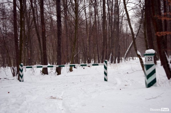 Як у «Цуманській пущі» рахували зубрів 