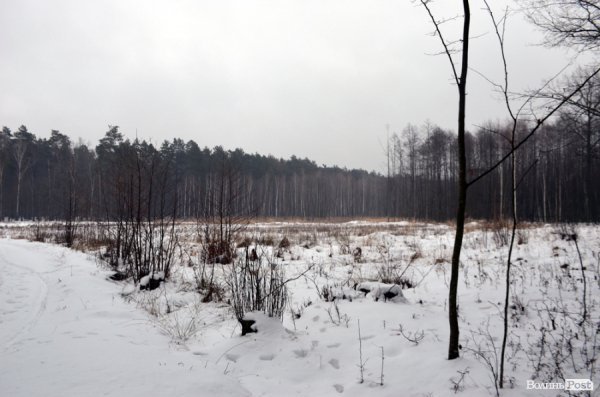 Як у «Цуманській пущі» рахували зубрів 