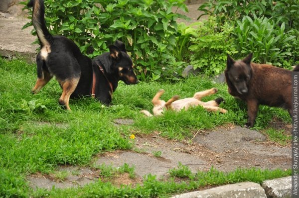 Луцьк - погляд зі сторони. ФОТО