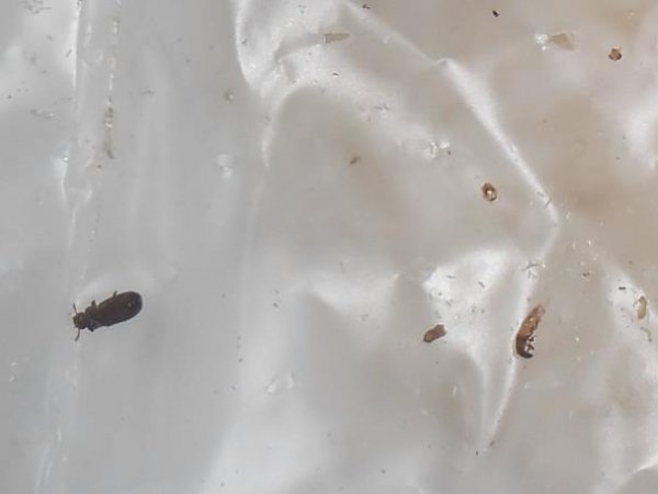 Рис з мертвими комахами продають у Нововолинську. ФОТО