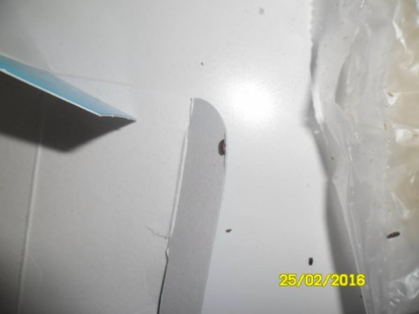 Рис з мертвими комахами продають у Нововолинську. ФОТО