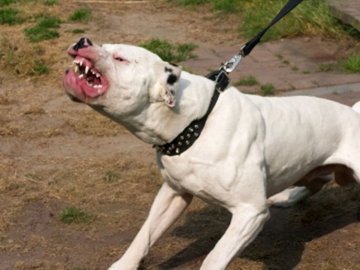 Чоловік нацькував бійцівського пса на відвідувача супермаркету 