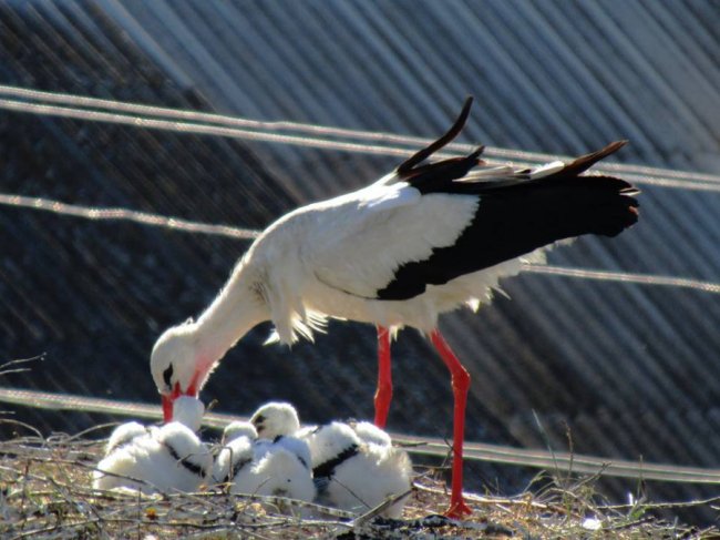 Волинський священик показав, як підросли церковні лелеки. ФОТО