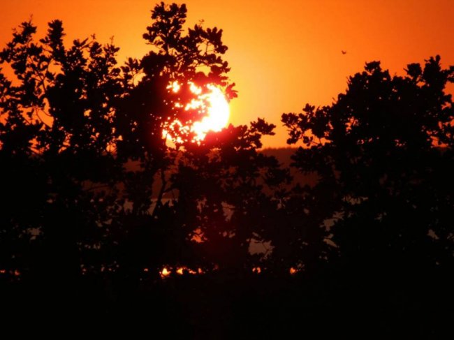 Волинський священик показав, як підросли церковні лелеки. ФОТО