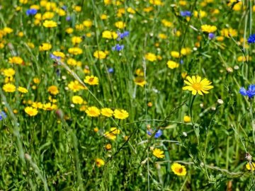 Погода на завтра, 17 липня, у Луцьку та Волинській області