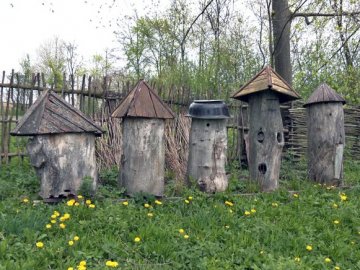 Нематеріальна культурна спадщина: як у селі біля Луцька займаються бортництвом. ВІДЕО, ФОТО