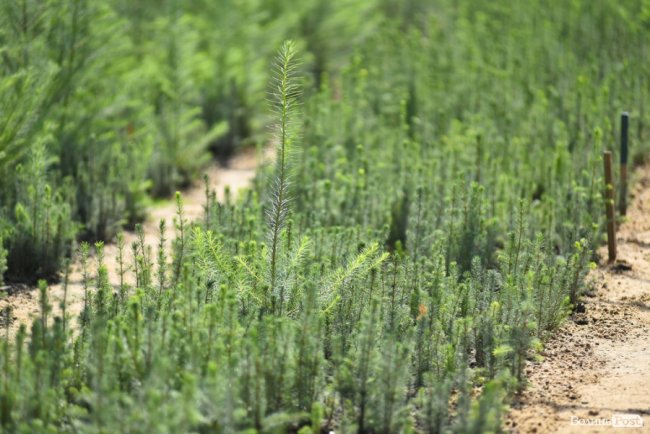 Там, де народжуються ліси: луцькі молодята влаштували фотосесію у селекційному центрі. ФОТО